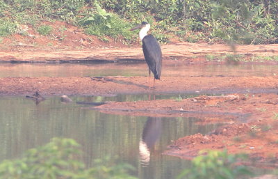 Woolly-necked Stork