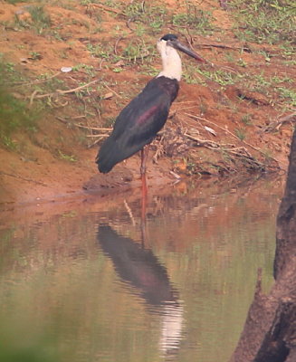 Ullhalsstork	