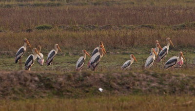 Orientalisk ibisstork	