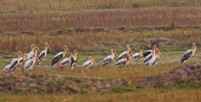 Orientalisk ibisstork	