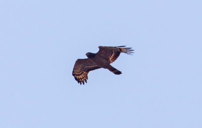 Crested Serpent-Eagle