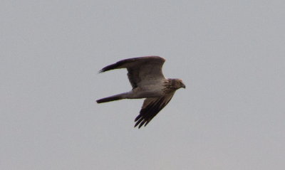 Eastern Marsh-Harrier