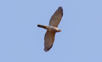 Shikra