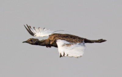 Bengalflorikan, male