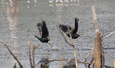 Indisk jacana	