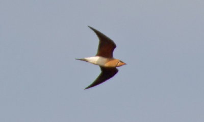 Pratincoles and Coursers