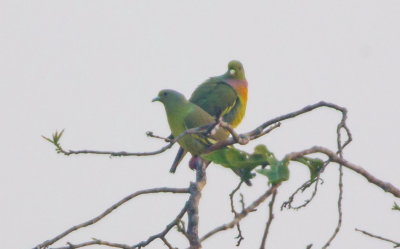 Orangebrstad grnduva, male and female