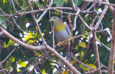 Yellow-footed Pigeon 