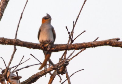 Crested Treeswift 