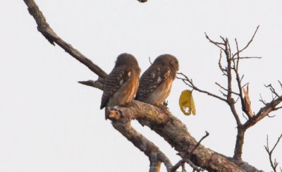 Asian Barred Owlet 