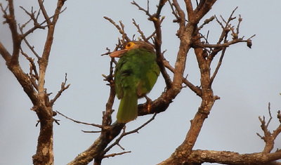 Lineated Barbet