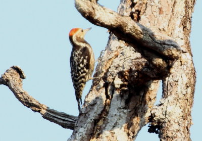 Yellow-crowned Woodpecker