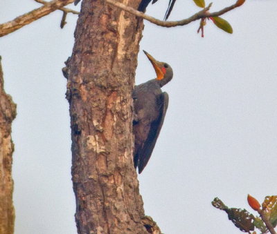 Great Slaty Woodpecker 
