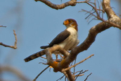 White-rumped Falcon 