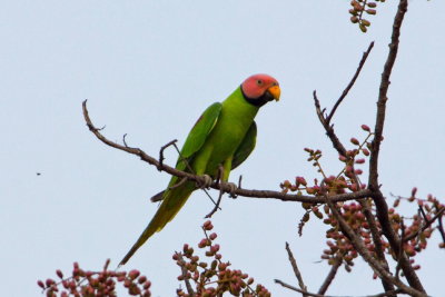 Blossom-headed Parakeet 