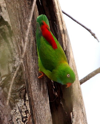 Vernal Hanging-Parrot 
