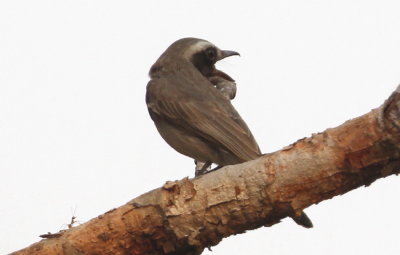 Common Woodshrike 