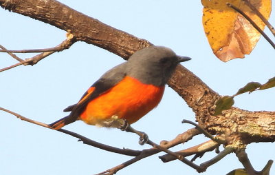 Small Minivet 