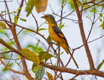 Scarlet Minivet, female