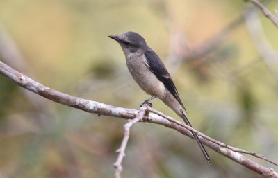 Brown-rumped Minivet 