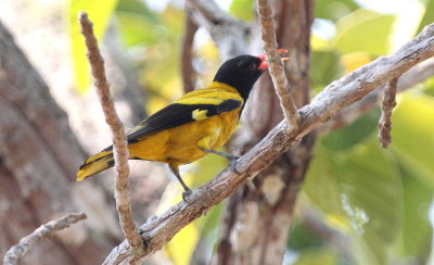 Black-hooded Oriole 