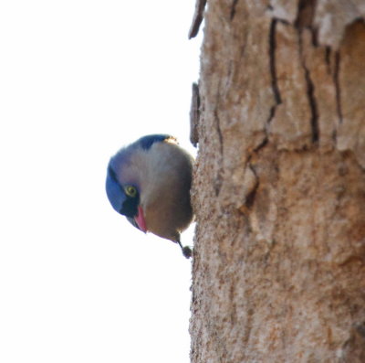 Velvet-fronted Nuthatch 