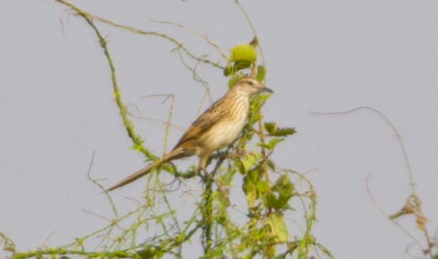 Striated Grassbird