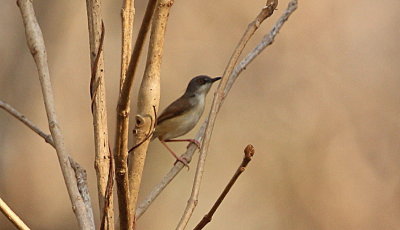 Grbrstad prinia	