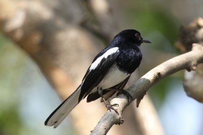 Oriental Magpie-robin