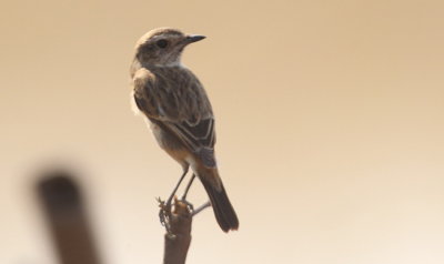 Vitgumpad buskskvtta, female