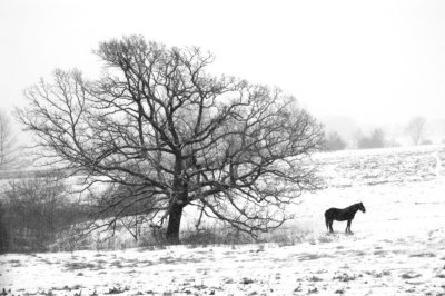 Horse in a Snow Storm