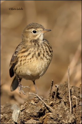 _40C0131 Close-up Pipit damerique bdf.jpg