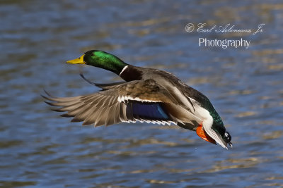 Mallard Flight