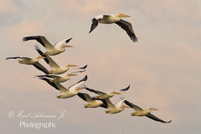 Flight of the Pelicans