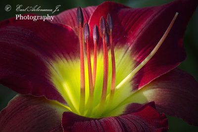 The Glow of the Lily