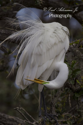 Preening the Feathers