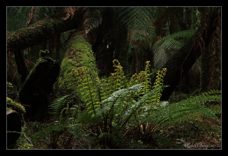 Track Foliage Detail