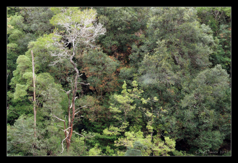 Foliage Below Falls