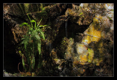 Fern In Rock Cutting