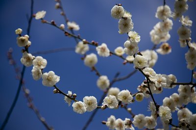 Cherry Blossom Hanami 2013