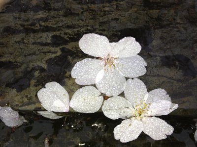 Fallen Cherry Blossoms (1)