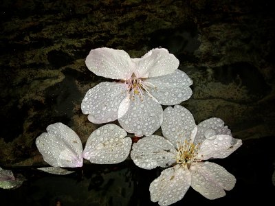 Fallen Cherry Blossoms (4)