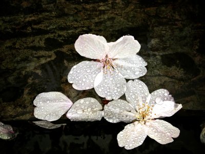 Fallen Cherry Blossoms (6)