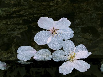 Fallen Cherry Blossoms (7)