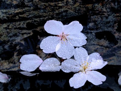 Fallen Cherry Blossoms (8)