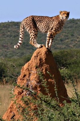 Cheetah on Anthill looking for dinner