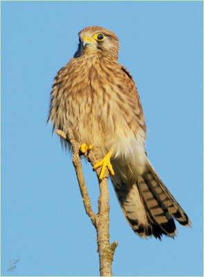 turmfalke