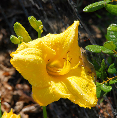 Daylily - 14K Gold -a bug for lunch.jpg