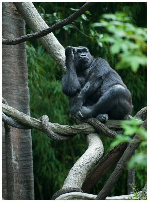 2006 Bronx Zoo August Gorilla 1