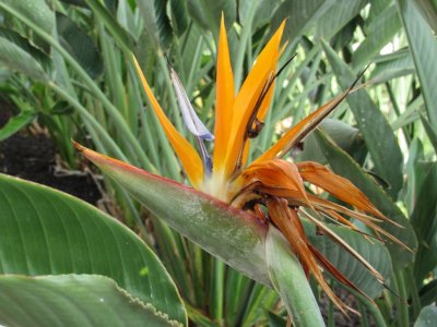 Bird of Paradise (Oahu)